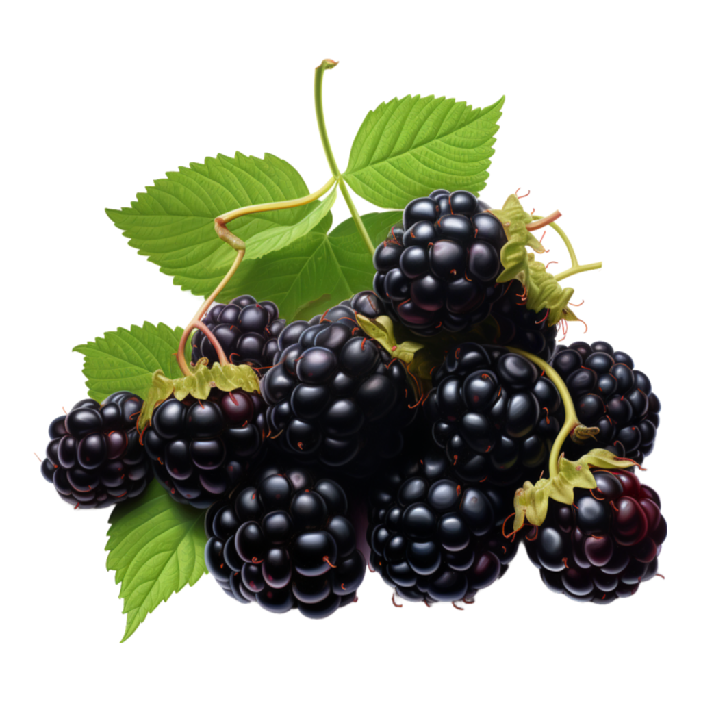 Sweet fruits collection: Forest brambles pile