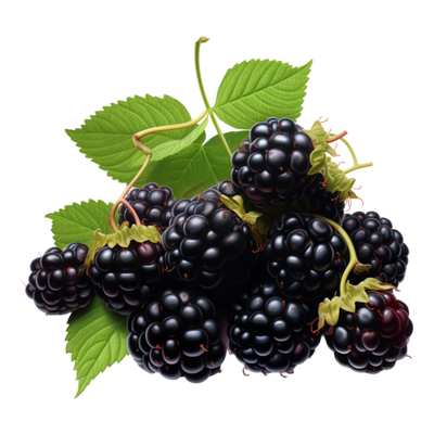 Sweet fruits collection: Forest brambles pile