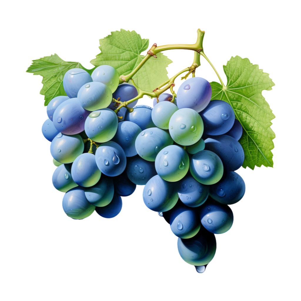 Sweet fruits collection: Two Ripe Grapes Branches