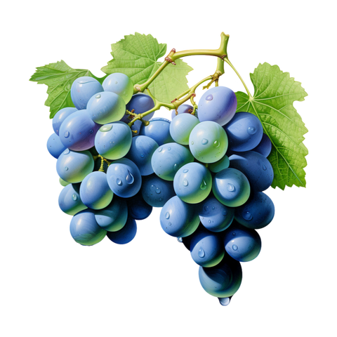 Sweet fruits collection: Two Ripe Grapes Branches